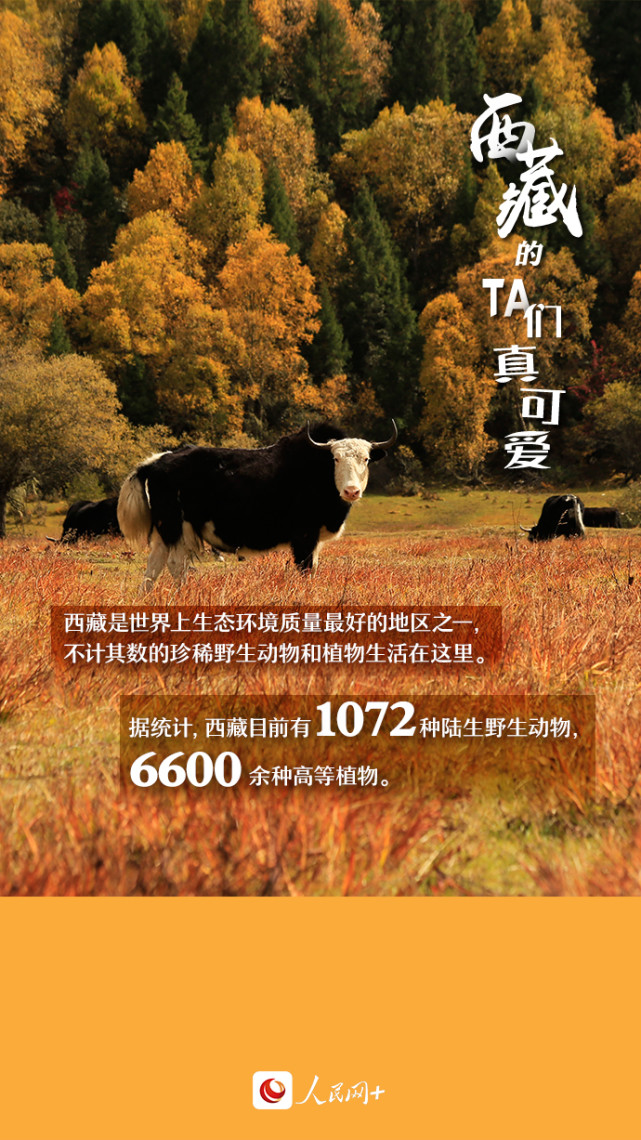 近距離觀察西藏“萌物”，走起！