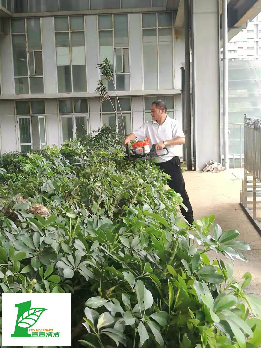 壹壹公司告訴您綠化養(yǎng)護(hù)必備修剪技巧？